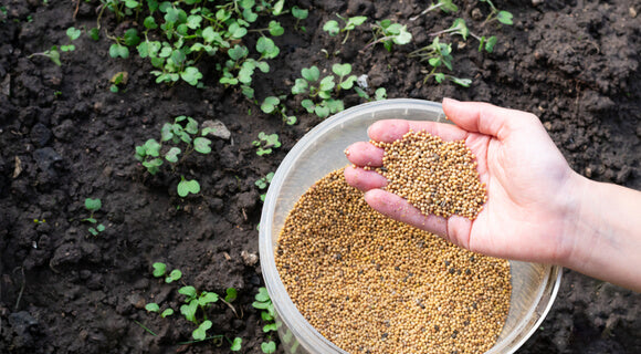 Semillas para Abono Verde: Aliado para la Agricultura Sustentable