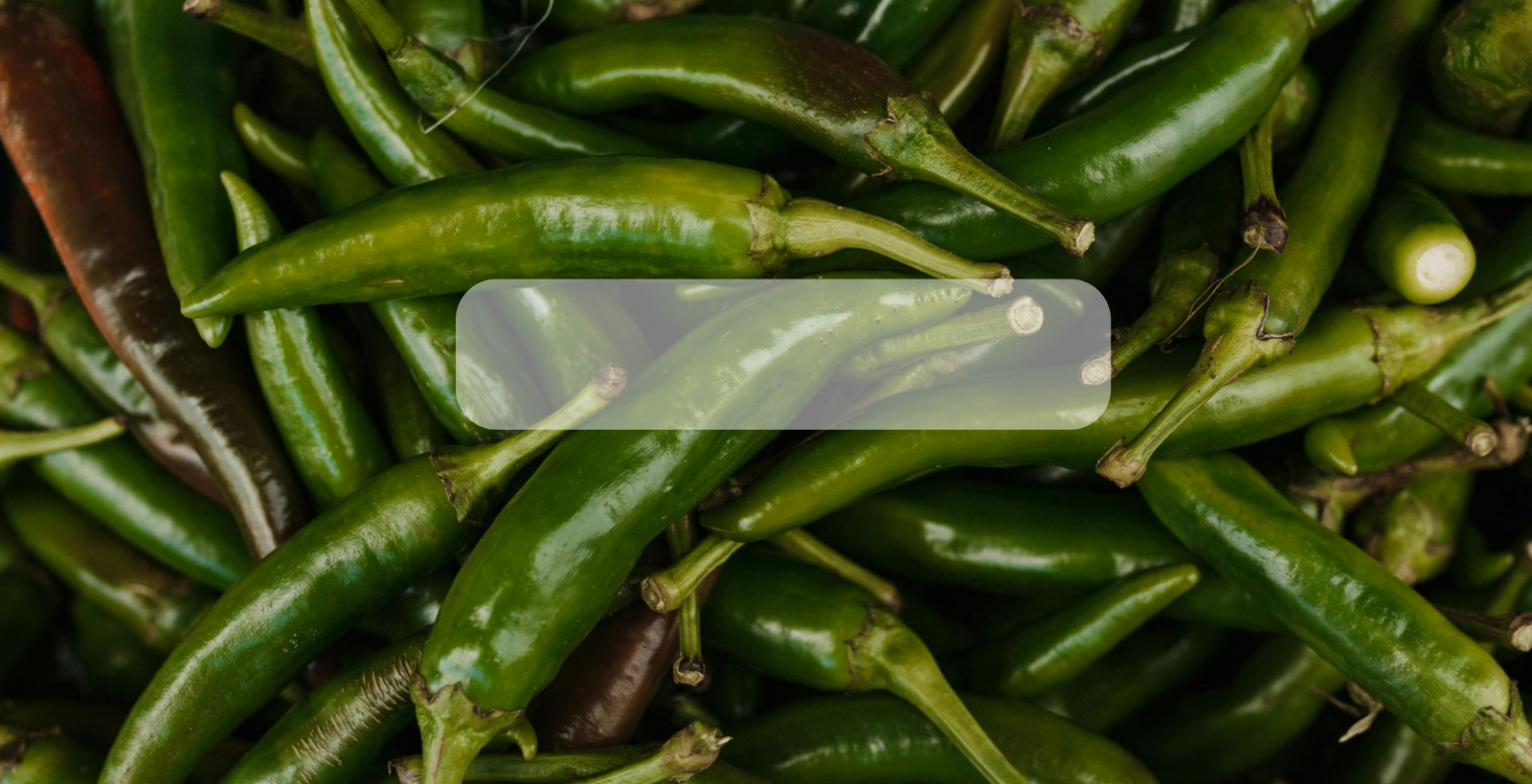 Semillas de Chile Orgánico