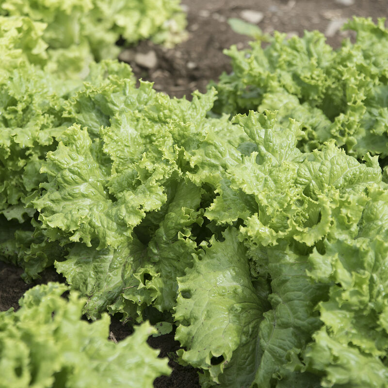 Waldmann's Dark Green - Semillas de Lechuga Orgánica