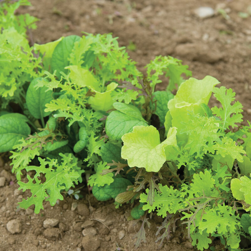 Premium Greens Mix - Semillas de Mezcla de Vegetales