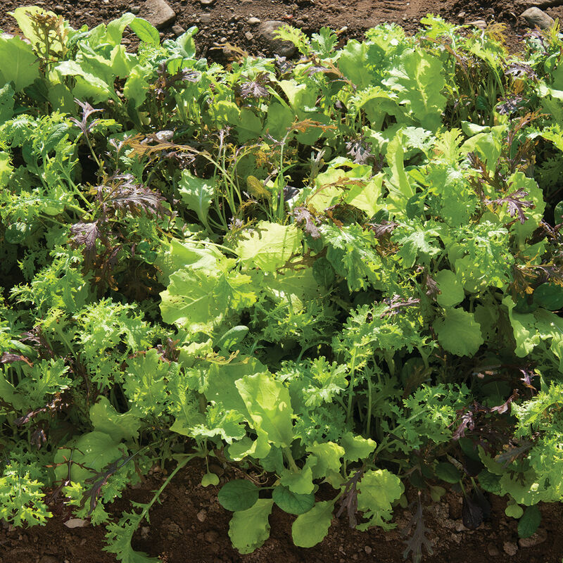 Premium Greens Mix - Semillas de Mezcla de Vegetales