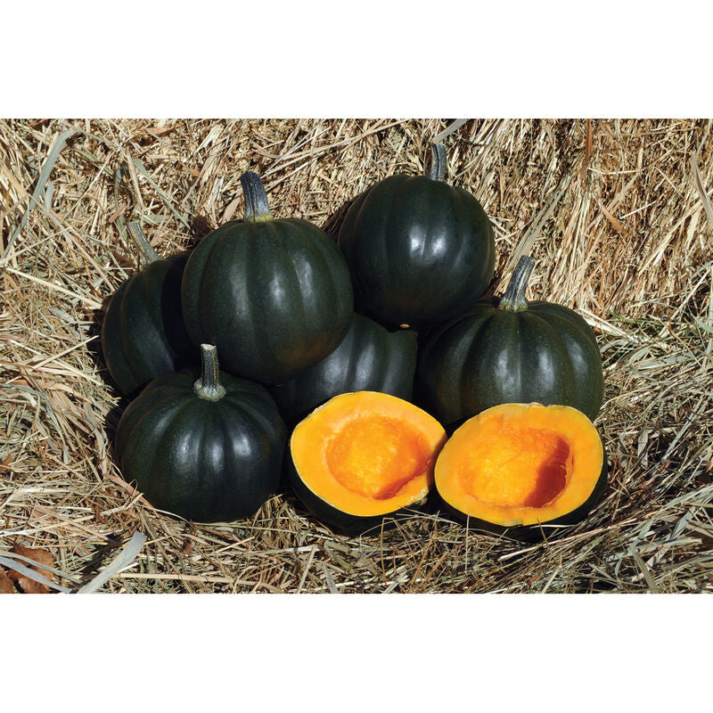 Honey Bear - Semillas F1 de Calabaza Bellota