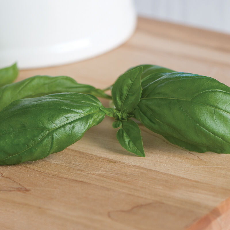 Genovese - Semillas de Albahaca Genovesa