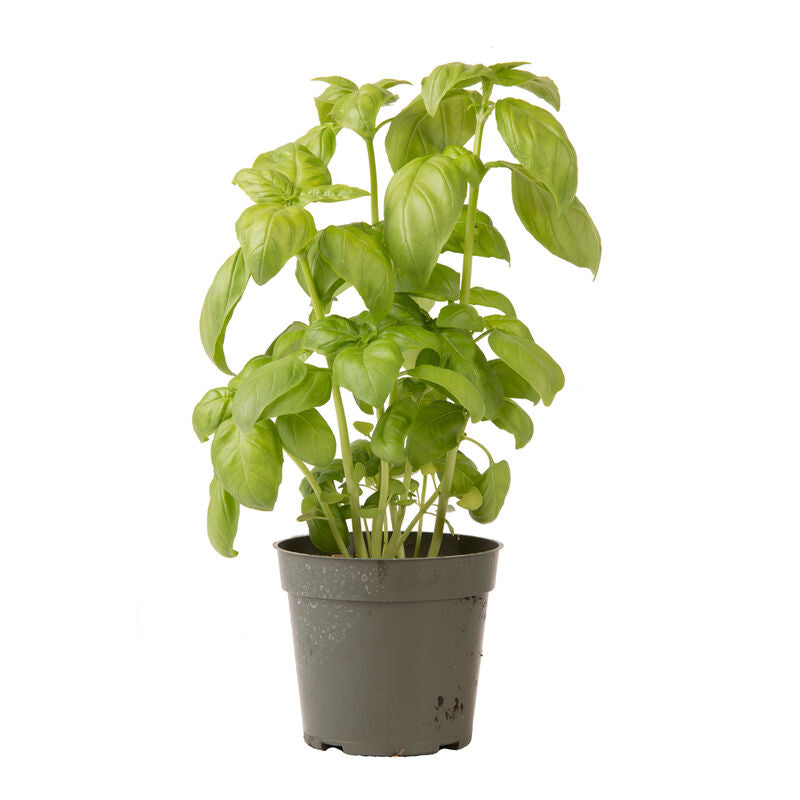 Genovese - Semillas de Albahaca Genovesa