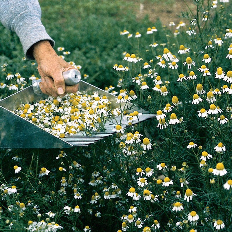 Roman Chamomile - Semillas de Flor de Manzanilla