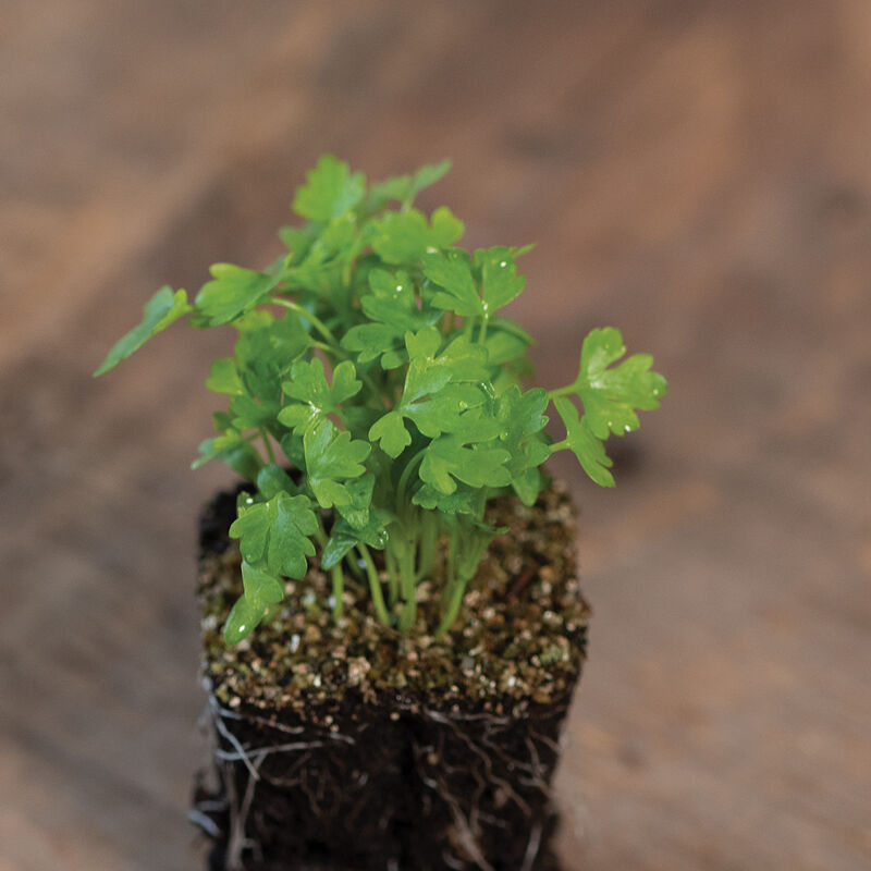 Cutting Celery - Semillas para Germinados de Hierba de Apio