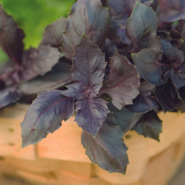 Red Rubin - Semillas de Albahaca Morada