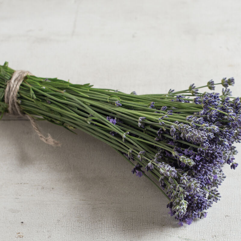 Munstead-Type - Semillas de Lavanda