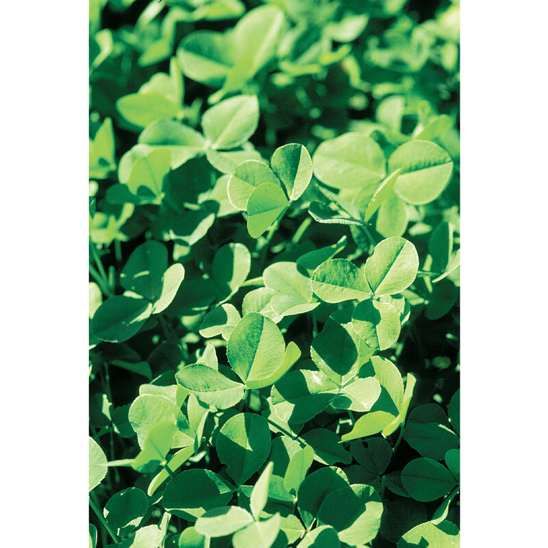 New Zealand White Clover - Semillas de Trébol Blanco para Abono Verde
