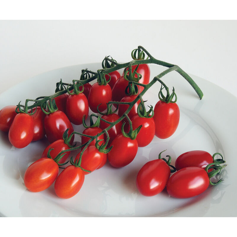 Red Pearl - Semillas de Tomate Orgánico