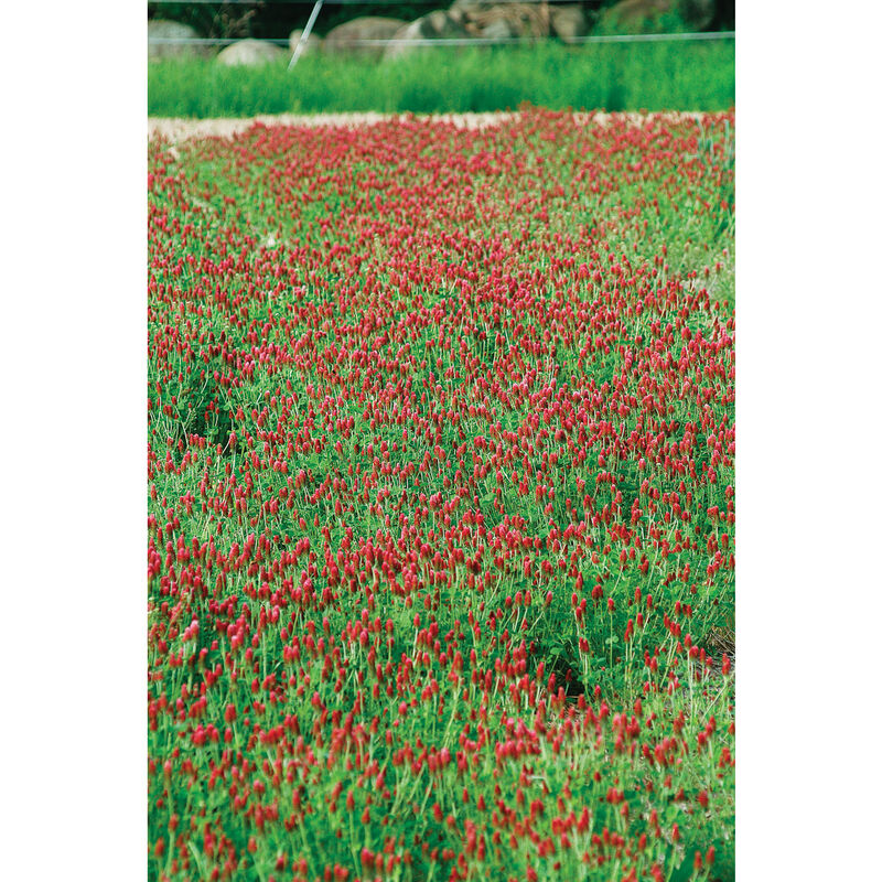 Crimson Clover - Semillas de Flor Carmesí para Abono Verde
