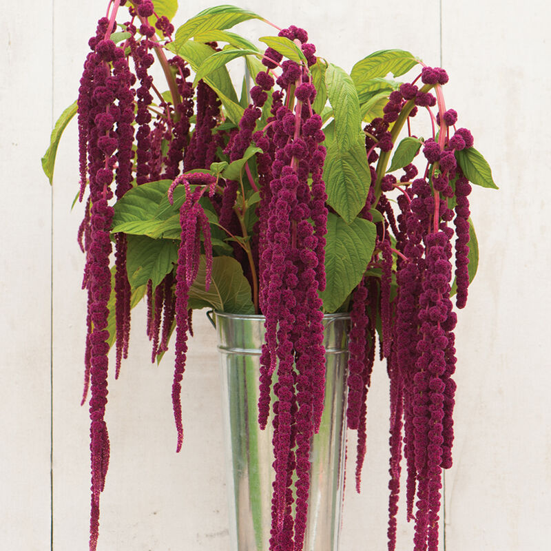 Love-Lies-Bleeding - Semillas de Amaranto