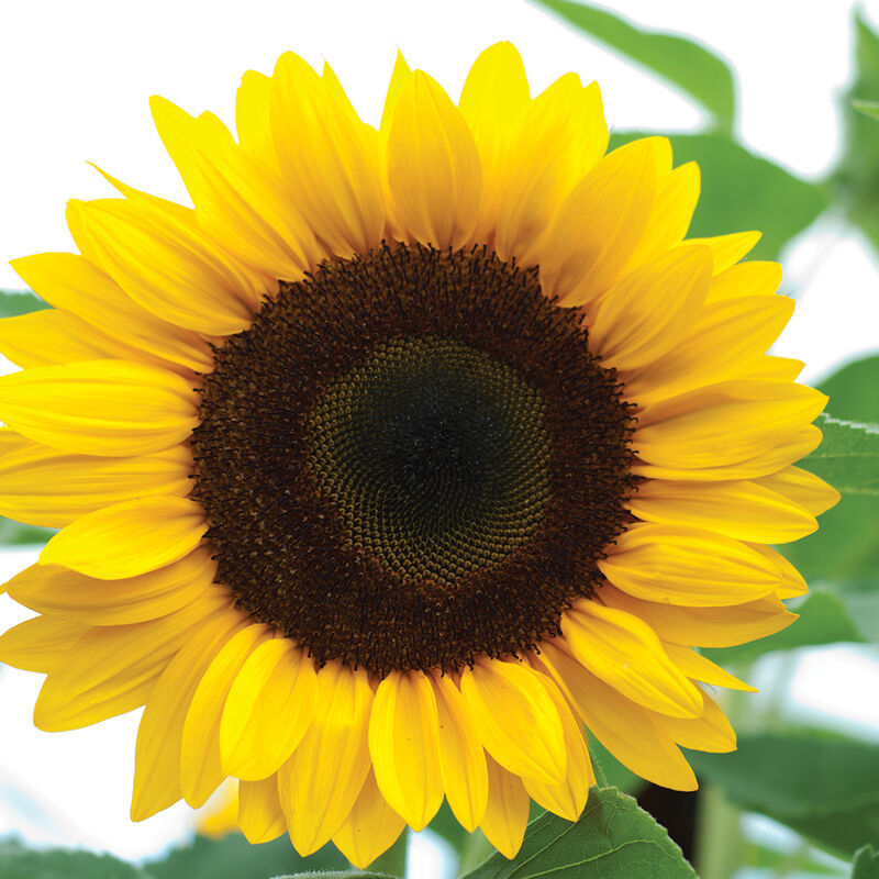 Sunrich Orange - Semillas F1 de Girasol Alto
