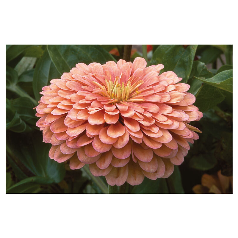 Benary's Giant Salmon Rose - Semillas de Flor Zinnia