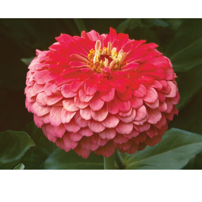 Benary's Giant Coral - Semillas de Flor Zinnia