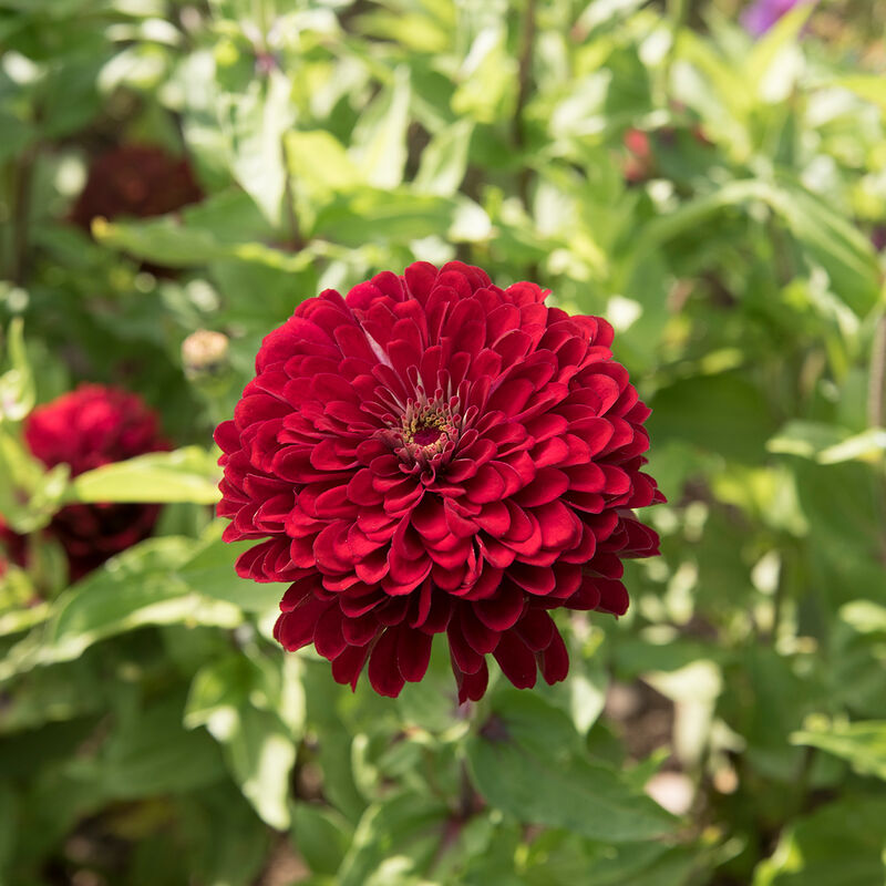 Benary's Giant Deep Red - Semillas de Flor Zinnia