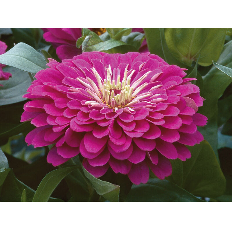 Benary's Giant Purple - Semillas de Flor Zinnia