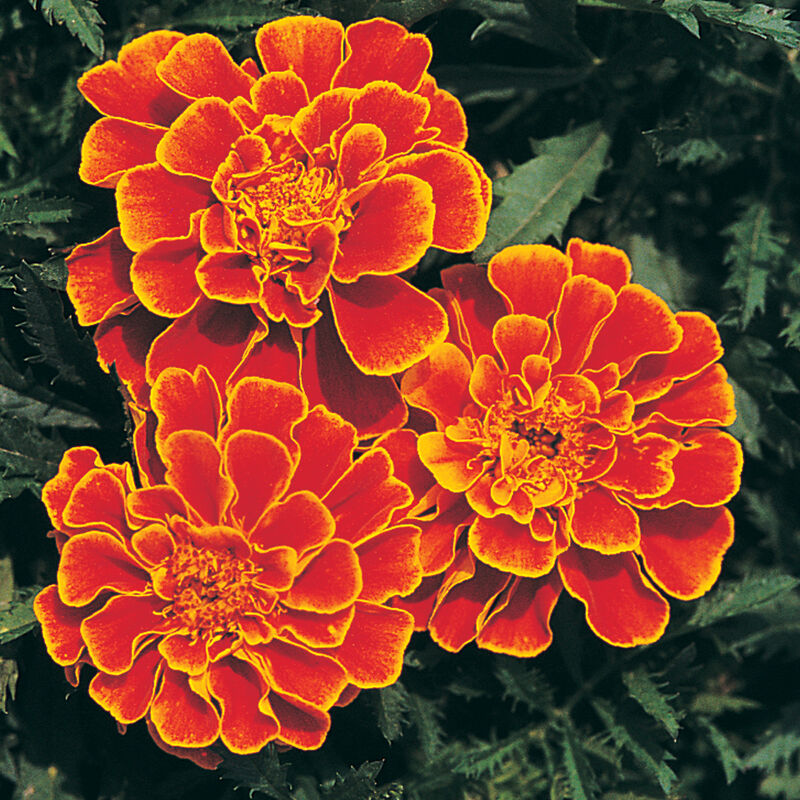 Queen Sophia - Semillas de Flor Caléndula Naranja