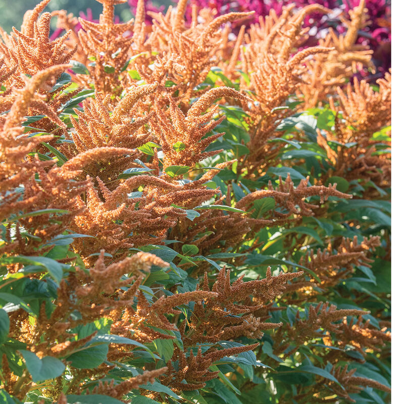 Hot Biscuits - Semillas de Flor Amaranto