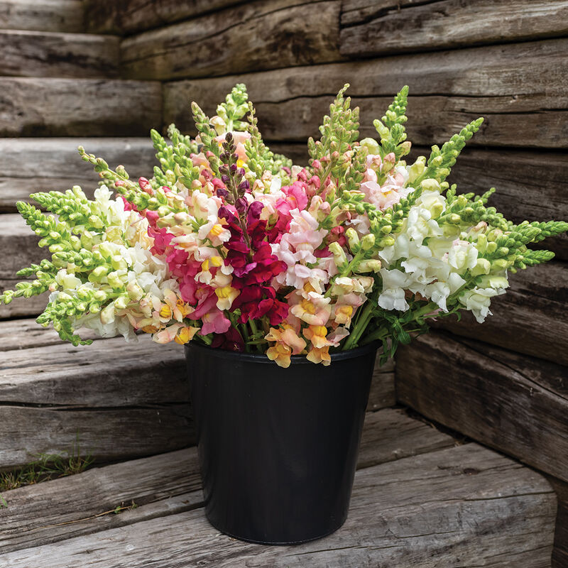 Costa II Mix - Semillas F1 de Flor Boca de Dragon