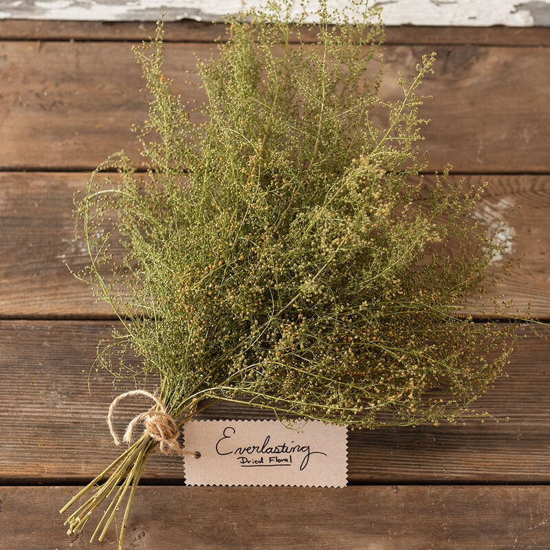Sweet Annie - Semillas Orgánicas de Artemisia