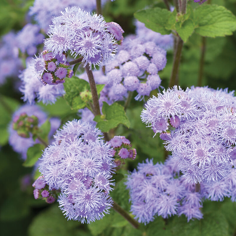 Tall Blue Planet - Semillas F1 de Flor Ageratum Ornamental