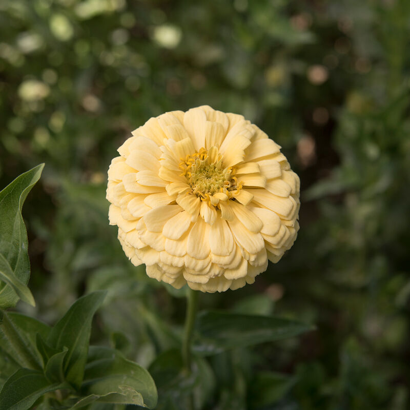 Giant Dahlia Flowered Creamy Yellow - Semillas de Flor Zinnia