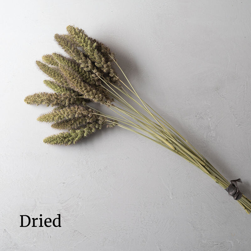 Lowlander - Semillas de Pasto Ornamental