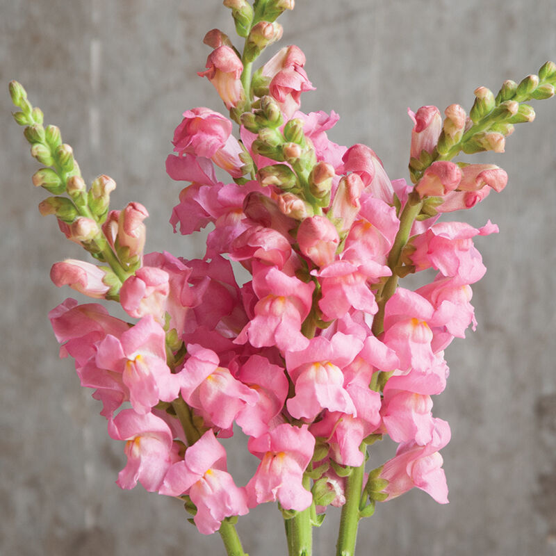 Potomac Pink