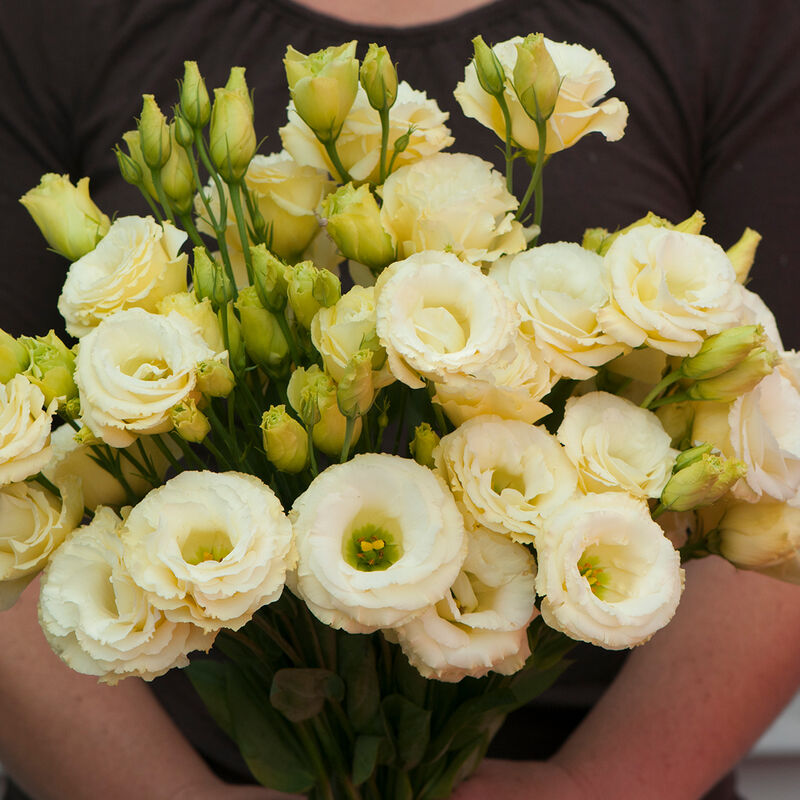 Arena III Gold - Semillas Peletizadas F1 de Flor Lisianto