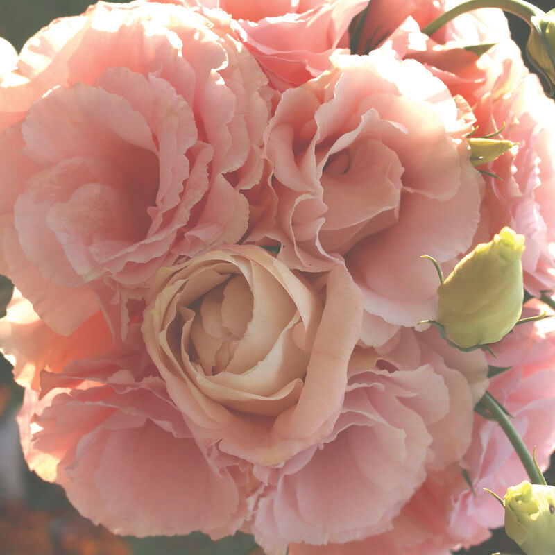 Arena III Apricot - Semillas Peletizadas F1 de Flor Lisianto