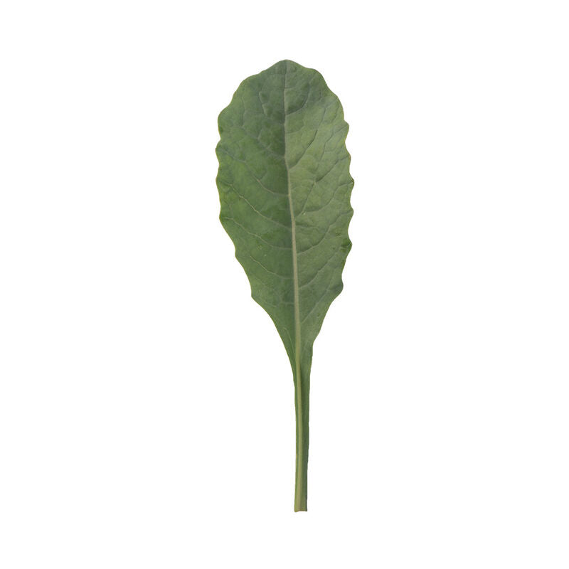 Toscano - Semillas Orgánicas de Hoja de Col Rizada (Kale)