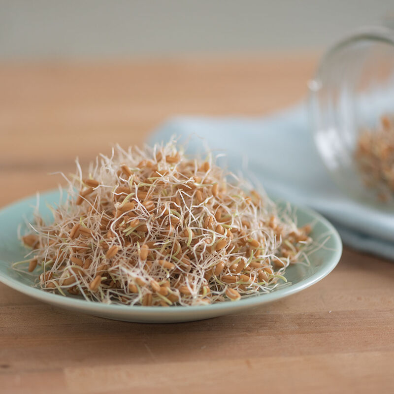 Wheat Hard Red Winter - Semillas Orgánicas para Brotes de Trigo