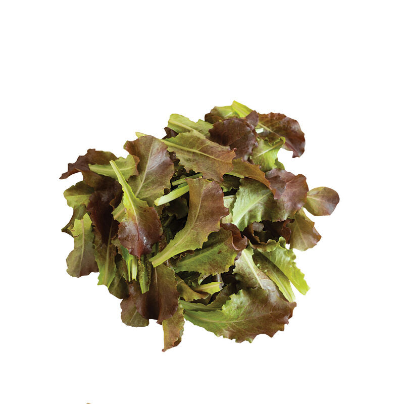 Outredgeous - Semillas Orgánicas de Lechuga Romana Roja