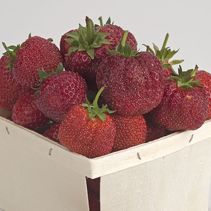 Sparkle - Plantas de Fresa