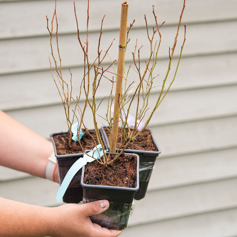 Blueberry Plant Collection - Semillas de Arándanos