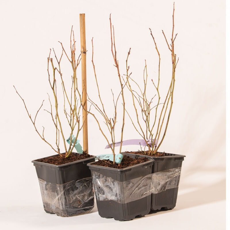 Blueberry Plant Collection - Semillas de Arándanos