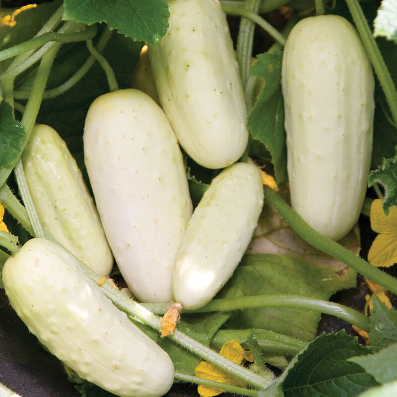 Salt and Pepper - Semillas Orgánicas de Pepino Blanco