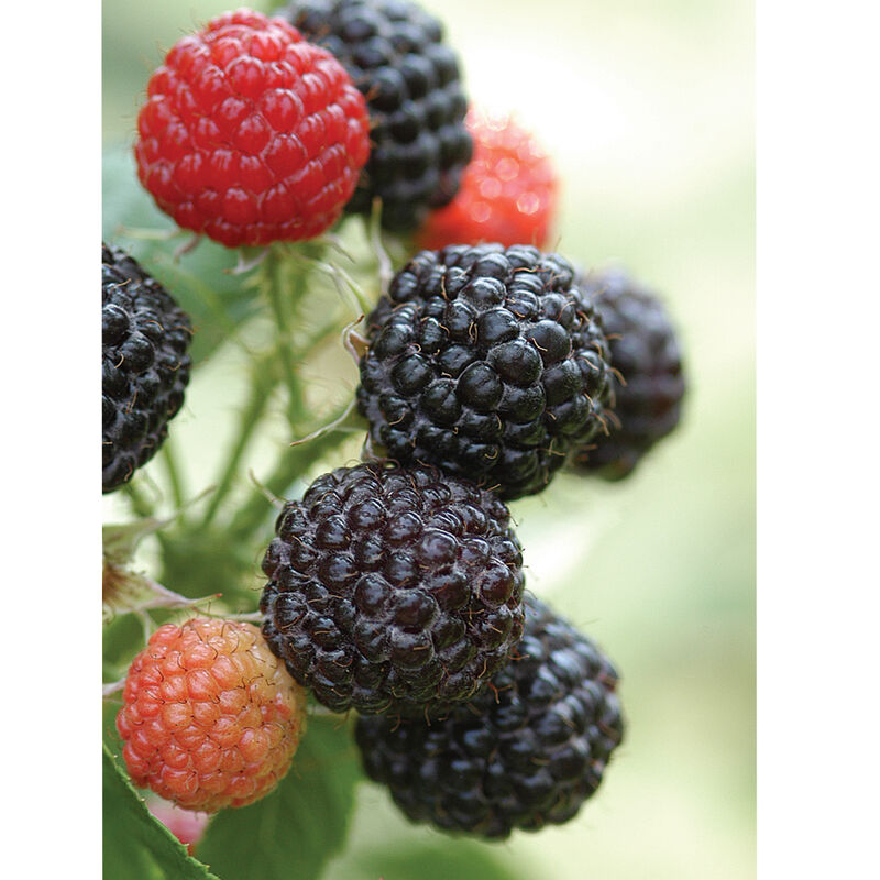 Jewel - Plantas de Frambuesa Negra