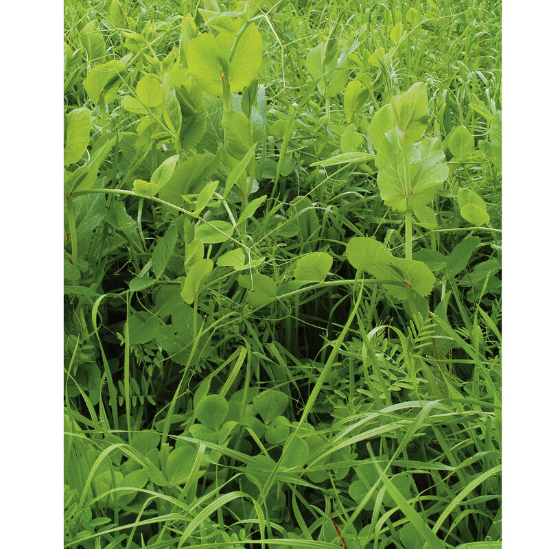 Fall Green Manure Mix - Semillas de Mezcla para Abono Verde