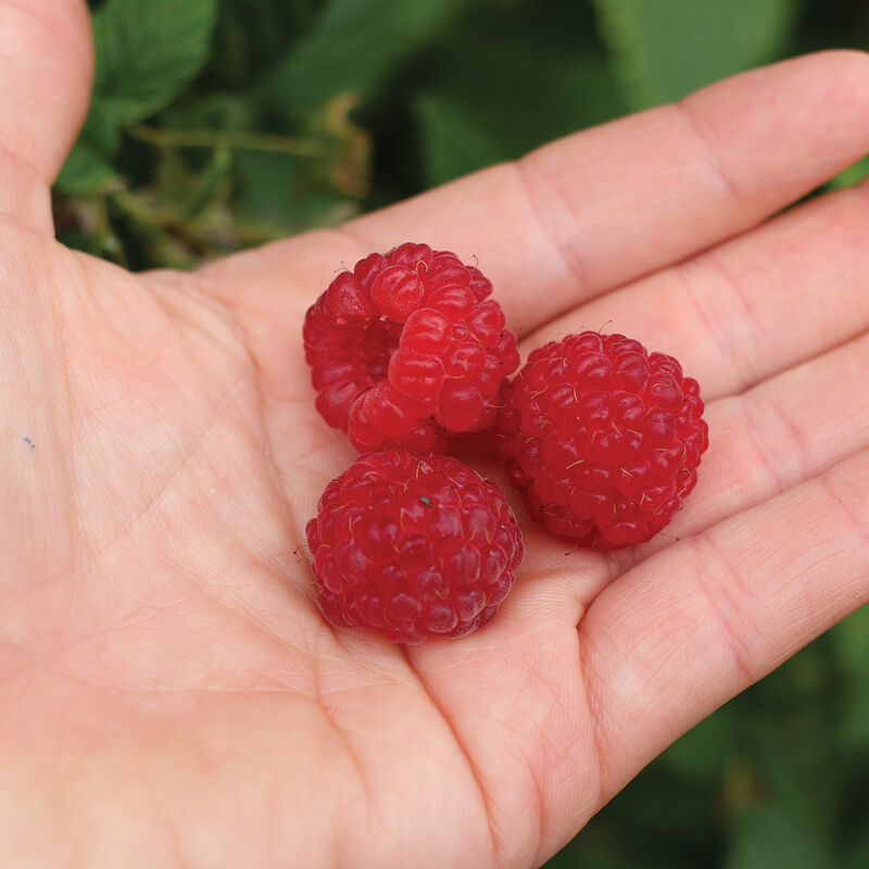 Encore - Plantas de Frambuesa