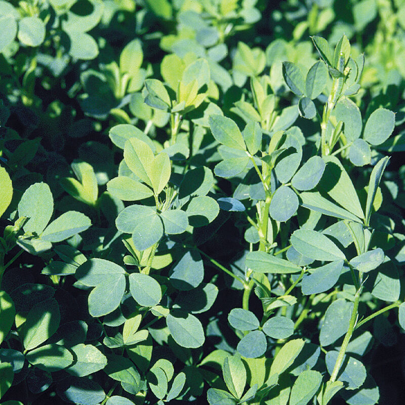 Summer Alfalfa - Semilla de Alfalfa para Abono Verde
