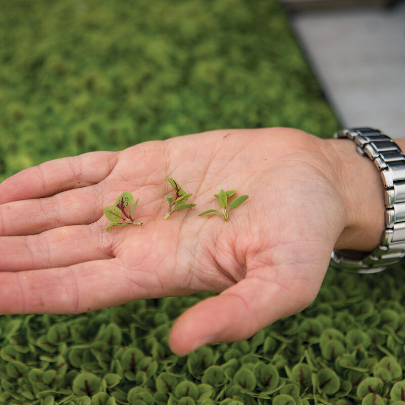 Sorrel Red Veined - Semillas de Germinados de Acedera