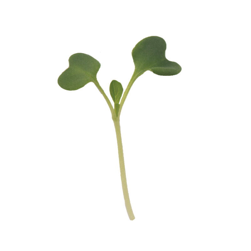 Tatsoi - Semillas Orgánicas de Germinados de Col China