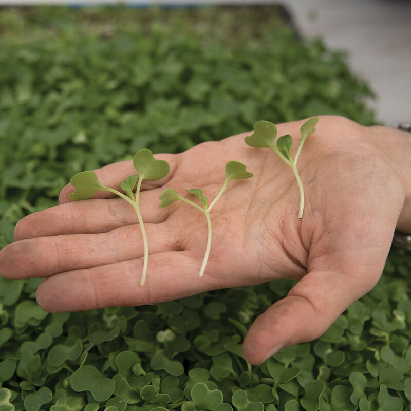 Tatsoi - Semillas Orgánicas de Germinados de Col China