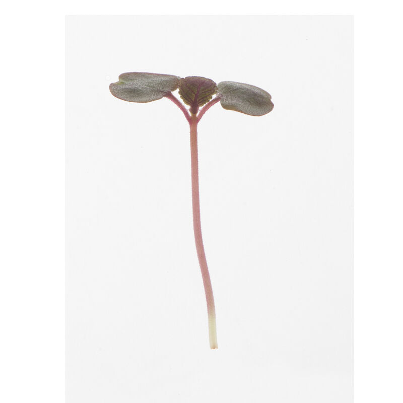 Shiso Britton - Semillas para Germinados de Shiso