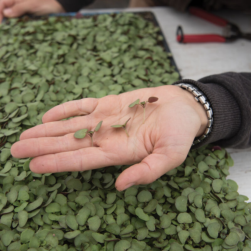 Shiso Britton - Semillas para Germinados de Shiso