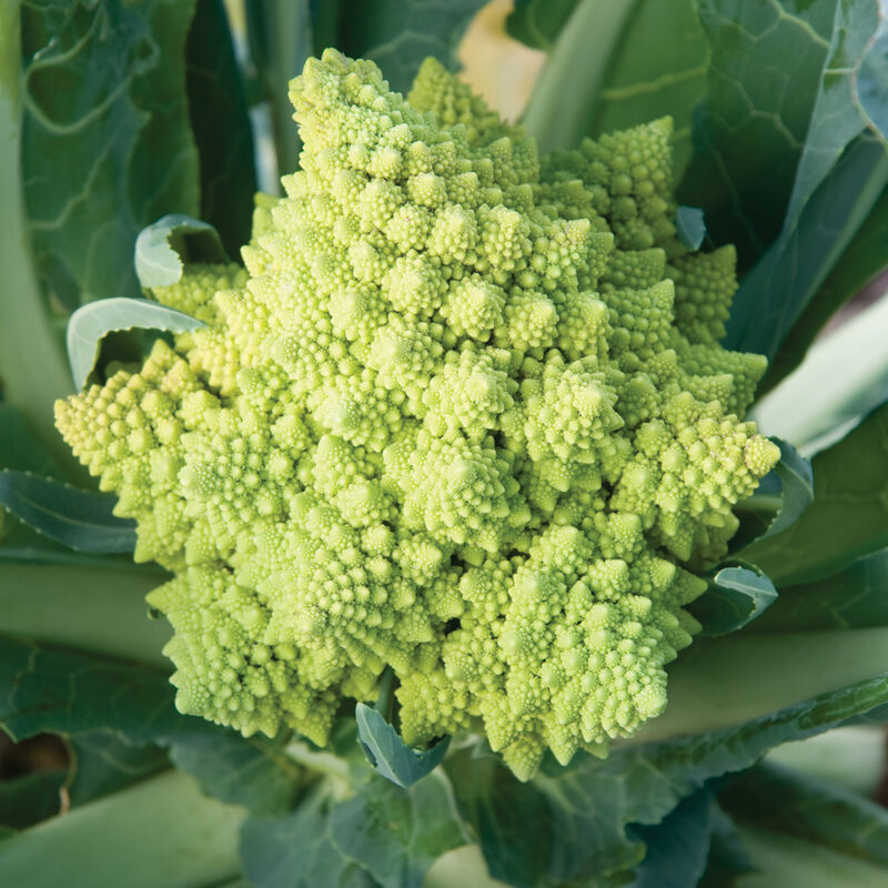 Veronica - Semillas Orgánicas F1 de Coliflor