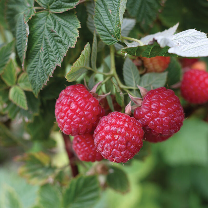 Nova - Plantas de Frambuesa