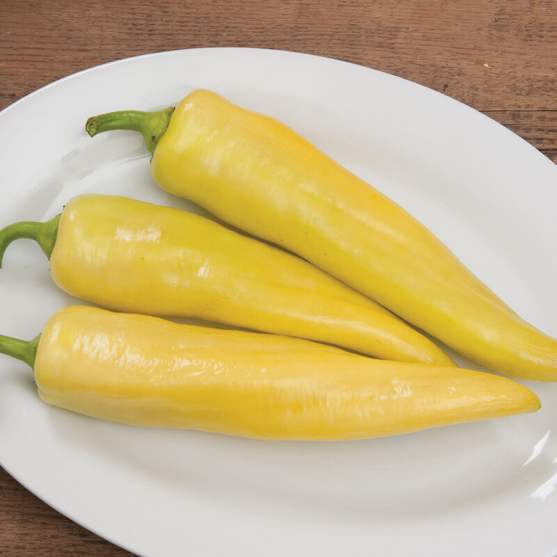 Goddess- (F1) Semilla de pimiento banana